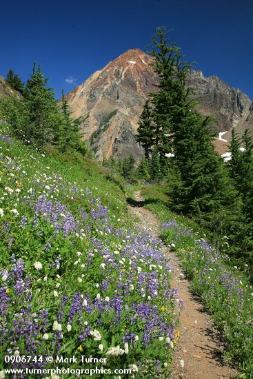 Sitka Valerian & Broadleaf Lupines along High Pass Trail toward Mt. Larrabee bkgnd