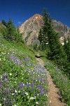 Sitka Valerian & Broadleaf Lupines along High Pass Trail toward Mt. Larrabee bkgnd
