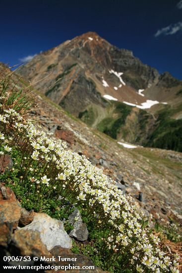 Tolmie's Saxifrage on screen slope w/ Mt. Larrabee bkgnd