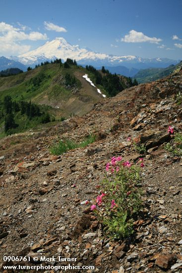 Lewis's Monkeyflower on screen slope w/ Mt. Baker bkgnd