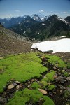 Carpet of moss in wet scree w/ Goat Mtn & Mt Shuksan bkgnd