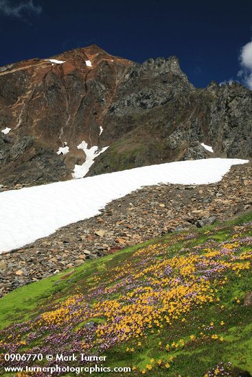 Carpet of Mountain Monkeyflower & Alpine Willow-herb w/ Mt. Larrabee bkgnd