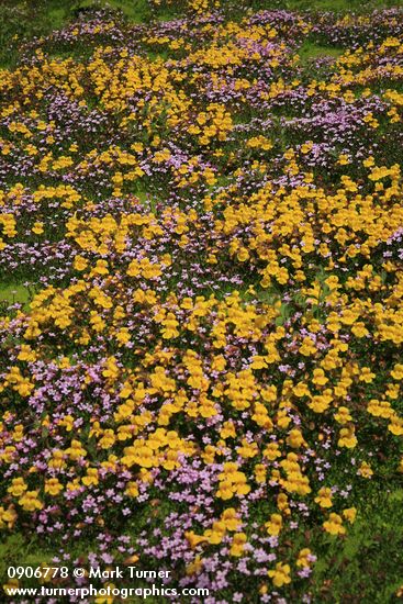 Carpet of Mountain Monkeyflower & Alpine Willow-herb