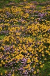 Carpet of Mountain Monkeyflower & Alpine Willow-herb