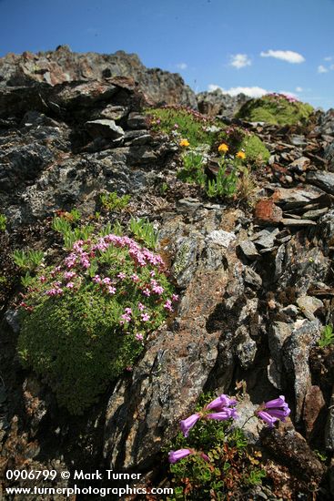 Moss Campion, Davidson's Penstemon, Alpine Gold Daisies on fractured rock