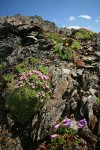 Moss Campion, Davidson's Penstemon, Alpine Gold Daisies on fractured rock