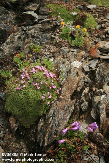 Moss Campion, Davidson's Penstemon, Alpine Gold Daisies on fractured rock