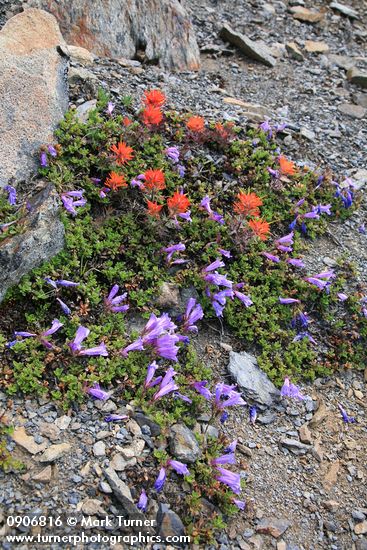 Davidson's Penstemon & Cliff Paintbrush on alpine scree