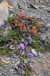 Davidson's Penstemon & Cliff Paintbrush on alpine scree