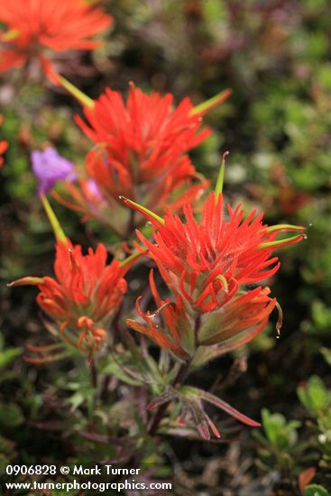 Cliff Paintbrush