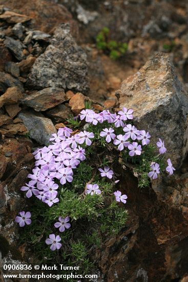 Spreading Phlox