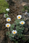 Cut-leaved Daisy