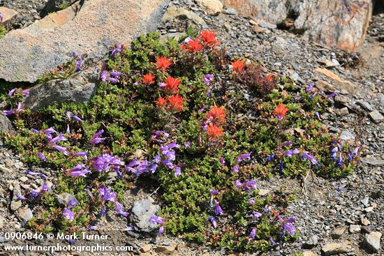 Davidson's Penstemon & Cliff Paintbrush on alpine scree