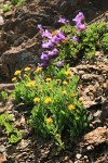 Alpine Gold Daisies w/ Davidson's Penstemon soft bkgnd