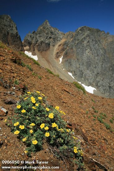Shrubby Cinquefoil on scree