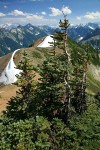 Subalpine Firs