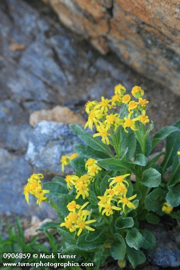 Elmer's Butterweed