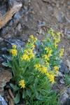 Elmer's Butterweed