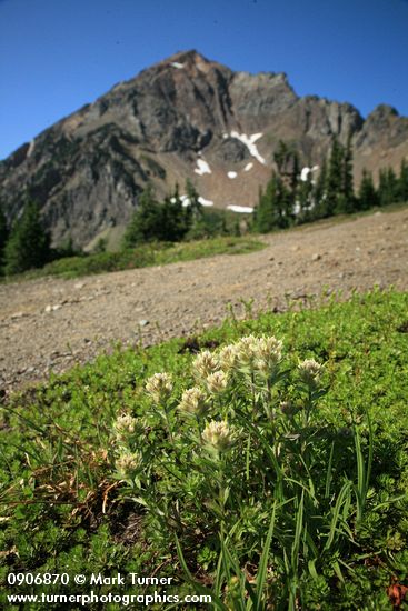 White Small-flowered Paintbrush w/ Mt. Larrabee bkgnd