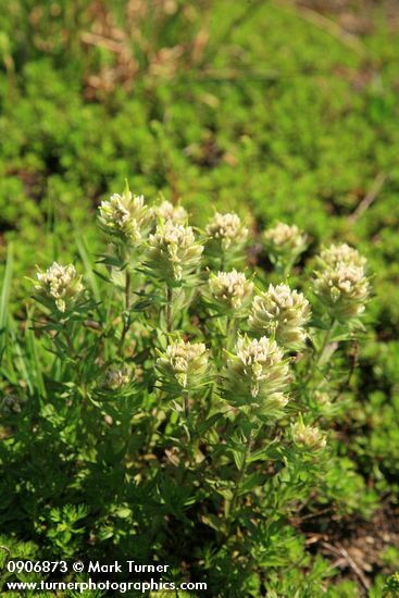 White Small-flowered Paintbrush