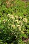 White Small-flowered Paintbrush