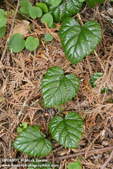 Snow Bramble foliage