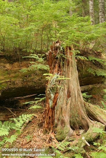 Western Hemlock seedlings on nurse log & decaying stump
