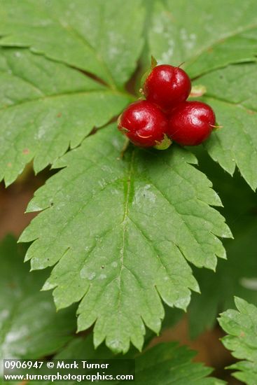 Strawberry Bramble fruit & foliage detail