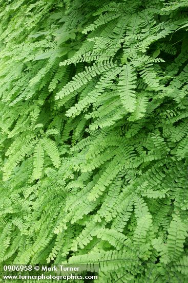 Maidenhair Ferns