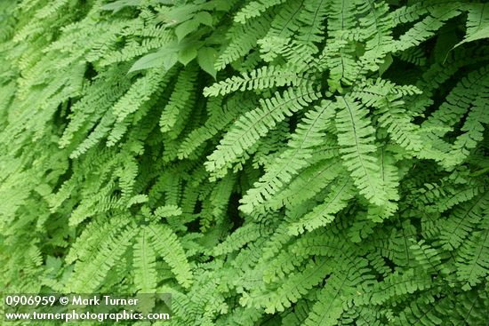 Maidenhair Ferns