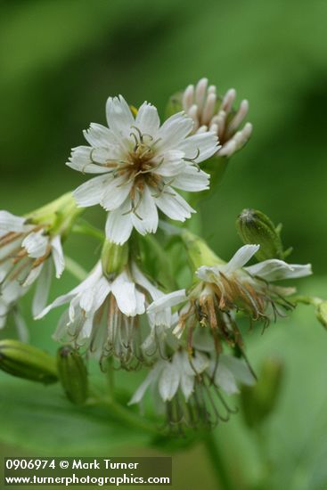 Western Rattlenake Root blossoms detail