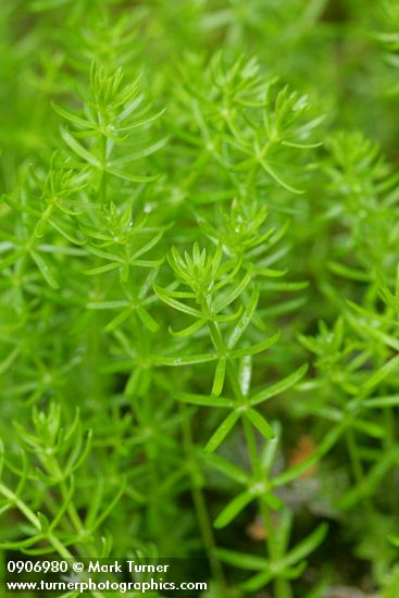 Mountain Mare's-tail