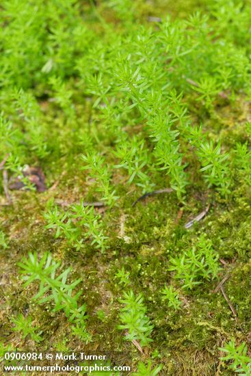 Mountain Mare's-tail among mosses