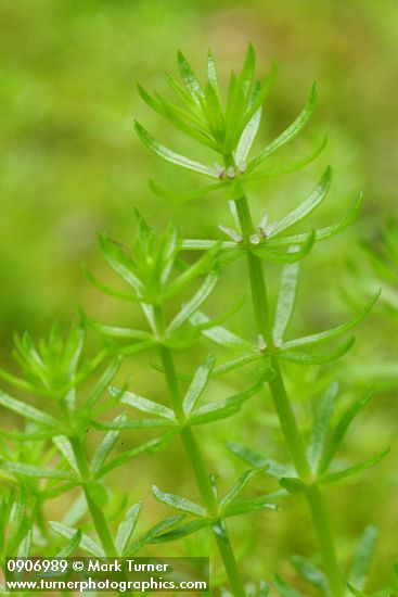 Mountain Mare's-tail blossoms & foliage detail