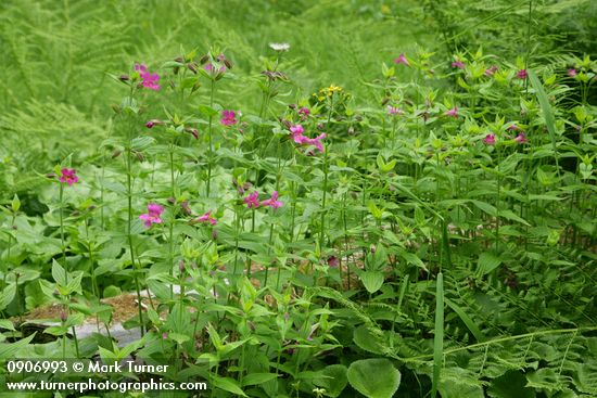 Lewis's Monkeyflowers