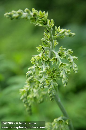 Green Corn Lily blossoms