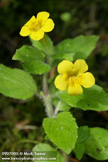 Musk Monkeyflower