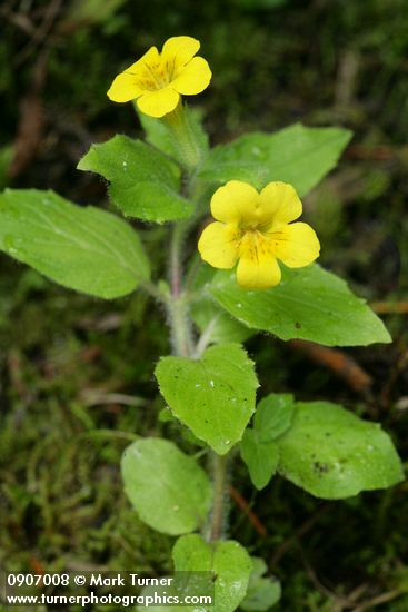 Musk Monkeyflower