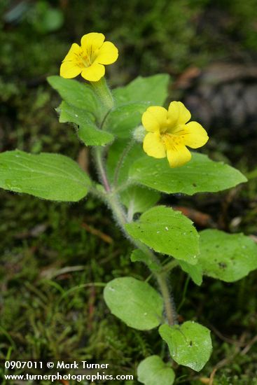 Musk Monkeyflower