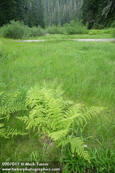 Lady Fern at edge of wet sedge meadow
