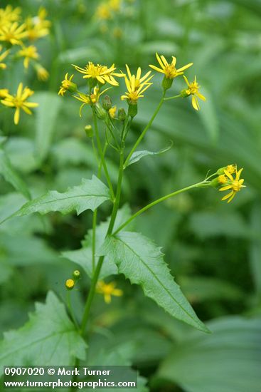 Arrowleaf Groundsel blossoms & foliage