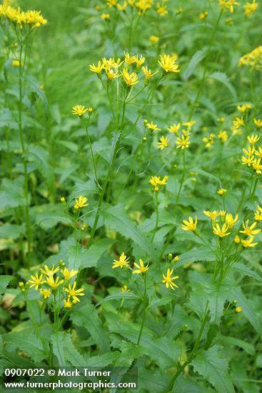 Arrowleaf Groundsel