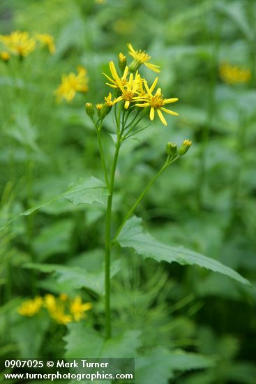 Arrowleaf Groundsel blossoms & foliage