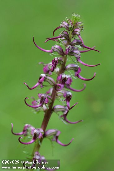 Elephant's Head Lousewort blossoms