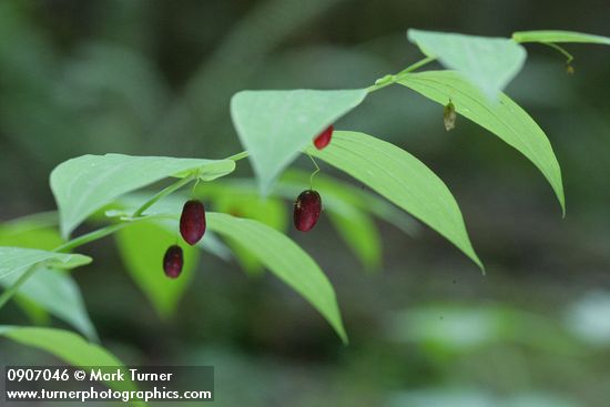 Clasping Twisted Stalk fruit & foliage