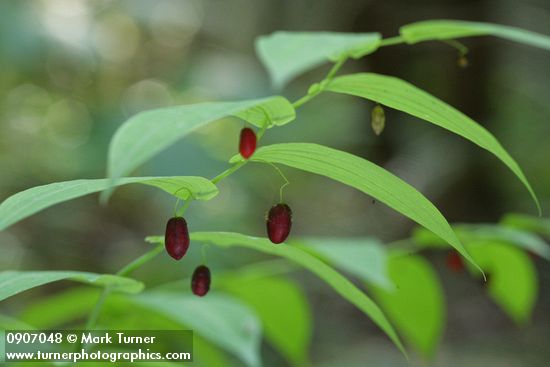 Clasping Twisted Stalk fruit & foliage