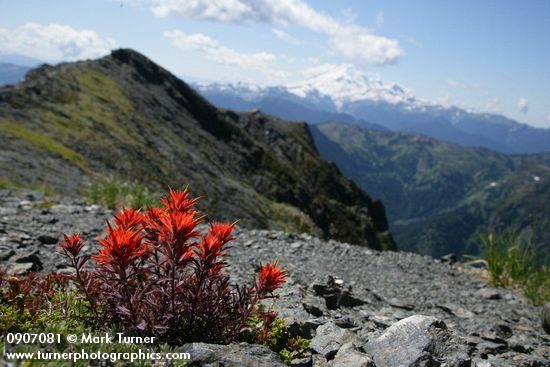 Cliff Paintbrush w/ Mt. Baker soft bkgnd