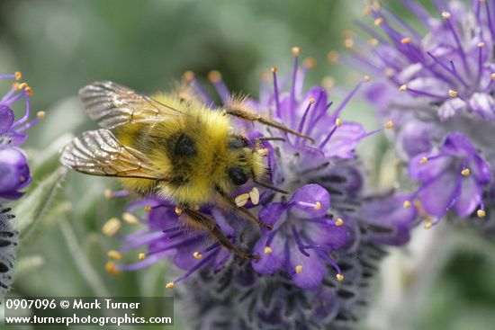 Brown-tailed Bumblebee on Silky Phacelia