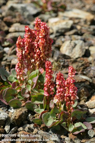 Mountain Sorrel