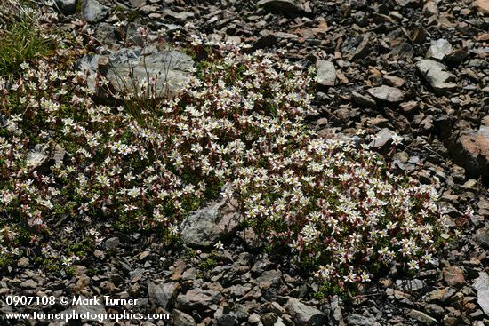 Tolmie's Saxifrage